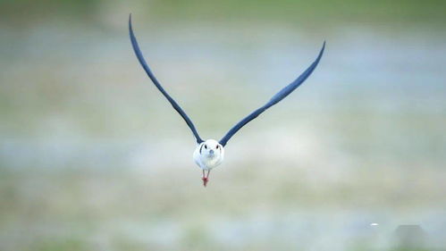 景明器材ii抓飛利器再進(jìn)化 索尼alpha 1試用